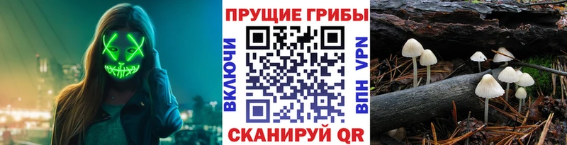 блэк спрут онион  Нариманов  Галлюциногенные грибы GOLDEN TEACHER  где можно купить  